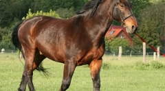 Latvijski konj
